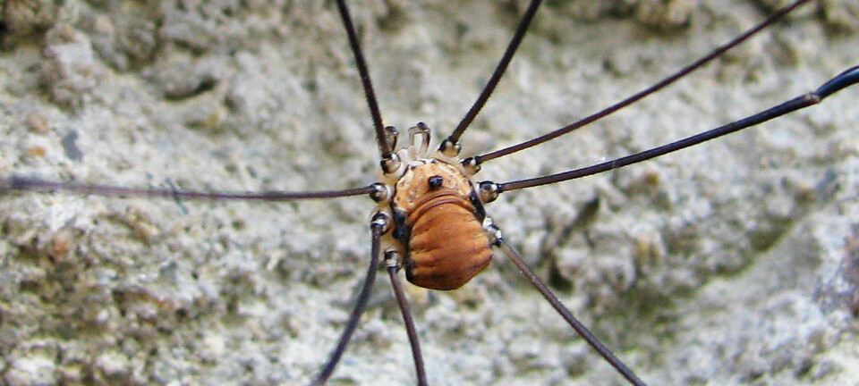 Slik ser Vevkjerringa ut. Den blir ofte forvekslet med stankelbein, som egentlig er en mygg. (Foto: Pavel Bezděčka)