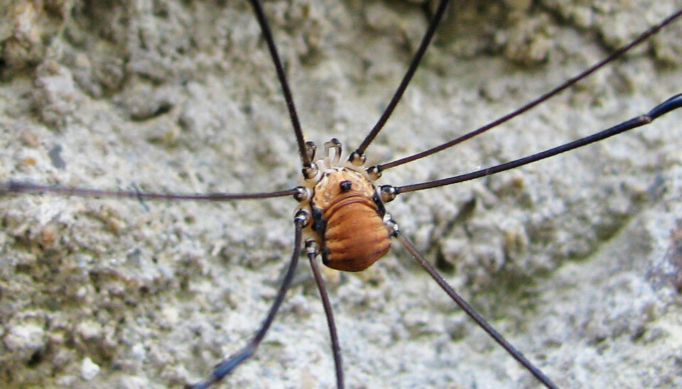 Slik ser Vevkjerringa ut. Den blir ofte forvekslet med stankelbein, som egentlig er en mygg. (Foto: Pavel Bezděčka)