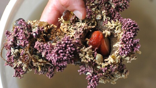 Her kan du se hvordan reirskjellet ligger inne i en reirpose blant kalkalgene. (Foto: Sabine Popp, Universitet i Bergen) Her kan du se hvordan reirskjellet ligger inne i en reirpose blant kalkalgene. (Foto: Sabine Popp, Universitet i Bergen)