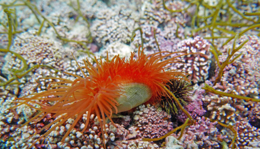 Mange muslinger liker seg på ruglbunnene, som reirskjellet som er vist på dette bildet. De liker å lage reir nede i det rosa laget. (Foto: Jason Hall-Spencer, Universitetet i Plymouth). Mange muslinger liker seg på ruglbunnene, som reirskjellet som er vist på dette bildet. De liker å lage reir nede i det rosa laget. (Foto: Jason Hall-Spencer, Universitetet i Plymouth).
