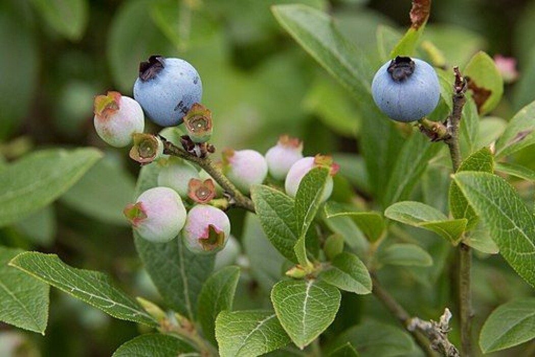 Amerikanske blåbær har vært utsatt for økende mengder bladspisende insekter de siste 112 åra. Denne oppsiktsvekkende konklusjonen har man kommet til etter å ha studert 215 fysiske innsamlinger av denne arten. (Foto: Σ64 / CC BY 3.0) Amerikanske blåbær har vært utsatt for økende mengder bladspisende insekter de siste 112 åra. Denne oppsiktsvekkende konklusjonen har man kommet til etter å ha studert 215 fysiske innsamlinger av denne arten. (Foto: Σ64 / CC BY 3.0)