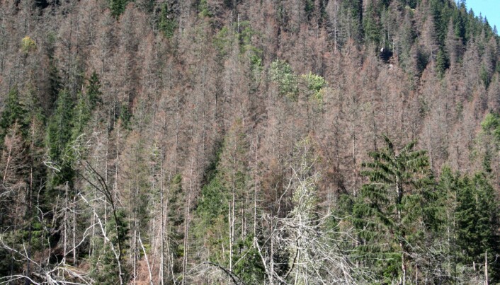 Varme somre og milde vintre kan føre til at skogen vokser mindre. De milde vintrene kan for eksempel føre til flere insektangrep som i noen tilfeller fører til skogdød. (Foto: Bjørn Økland / NIBIO) Varme somre og milde vintre kan føre til at skogen vokser mindre. De milde vintrene kan for eksempel føre til flere insektangrep som i noen tilfeller fører til skogdød. (Foto: Bjørn Økland / NIBIO)