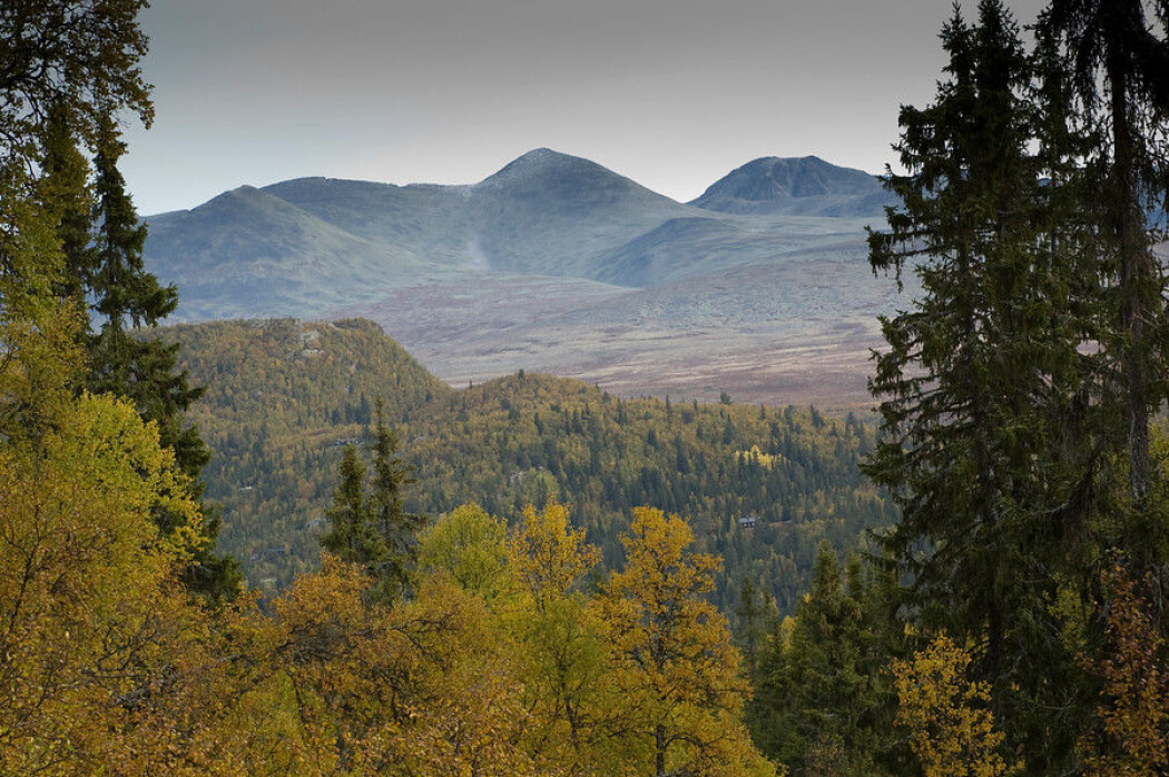 Store mengder karbon lagres i skog. Det kan ha store negative konsekvenser for klimaet på kloden om det blir mindre skog, eller om skogen vokser dårligere på grunn av ekstrem varme og tørke. (Foto: Lars Sandved Dalen / NIBIO) Store mengder karbon lagres i skog. Det kan ha store negative konsekvenser for klimaet på kloden om det blir mindre skog, eller om skogen vokser dårligere på grunn av ekstrem varme og tørke. (Foto: Lars Sandved Dalen / NIBIO)