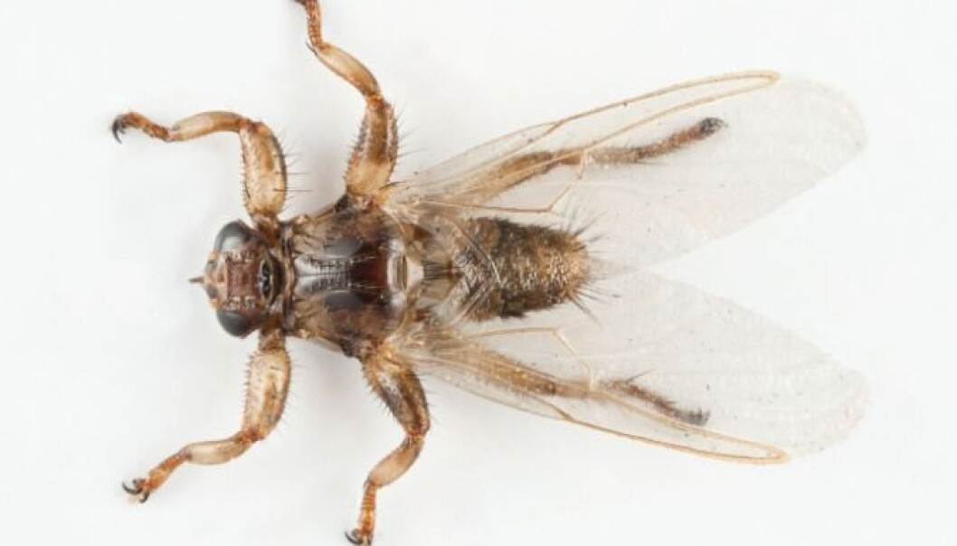 Det skrives mye rart om hjortelusflua i mediene om dagen, mener forsker Preben Ottesen ved Folkehelseinstituttet. (Foto: Arnstein Staverløkk/NINA) Det skrives mye rart om hjortelusflua i mediene om dagen, mener forsker Preben Ottesen ved Folkehelseinstituttet. (Foto: Arnstein Staverløkk/NINA)