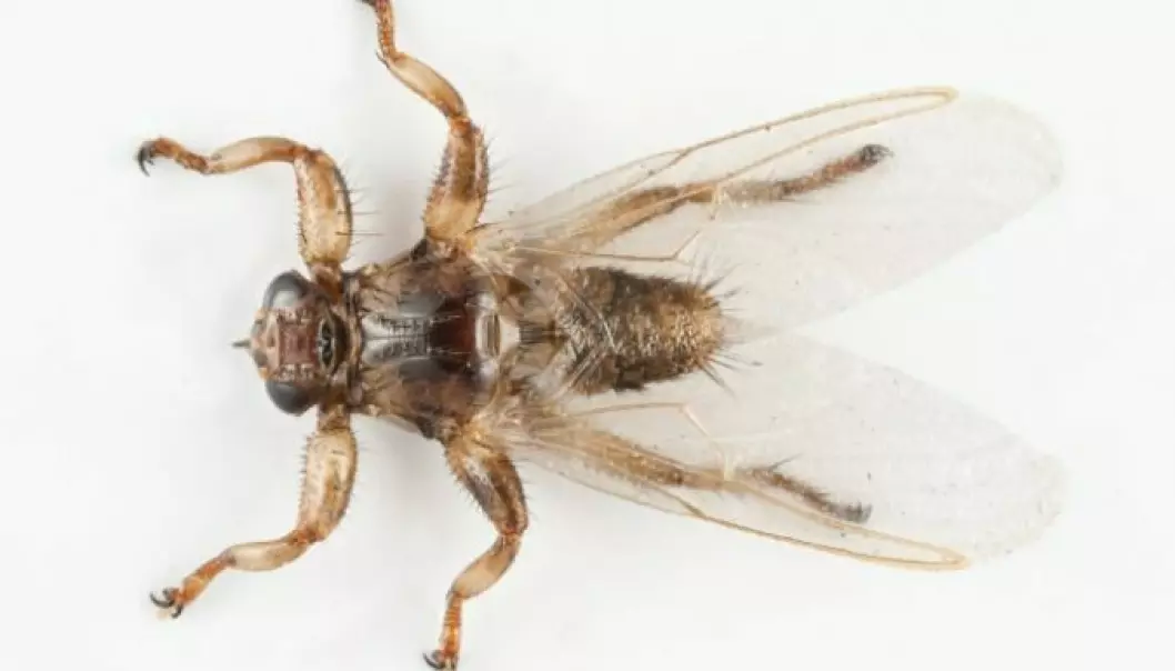 Spør en forsker: Blir det mer og mer hjortelusfluer i Norge?
