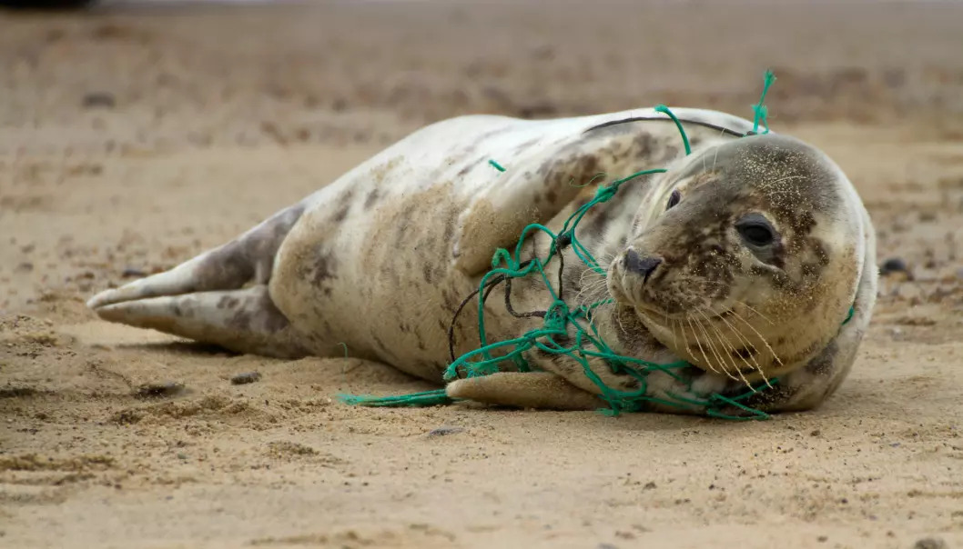 Garn og teiner på avveie kan være farlig for dyrene som lever i og ved havet. Nå vil forskere fra Sintef forsøke å løse problemet med smart teknologi. (Foto: Kev Gregory / Shutterstock / NTB scanpix)