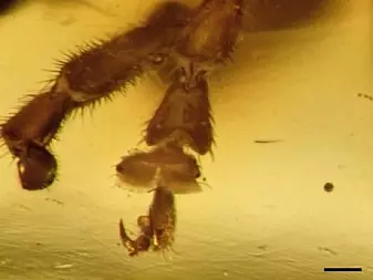 Ved å finstudere billene, for eksempel beina, kan forskerne få en idé om hvordan de levde. (Foto: Anders Leth Damgaard)