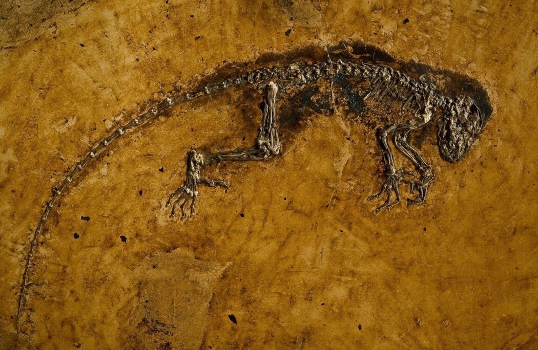 Ida, det unike eksemplaret av Darwinius marsillae, er en 47 millioner år gammel, tidlig primat. (Foto: Per Aas, Naturhistorisk museum, UiO. Samlingsnummer PMO 214.214) Ida, det unike eksemplaret av Darwinius marsillae, er en 47 millioner år gammel, tidlig primat. (Foto: Per Aas, Naturhistorisk museum, UiO. Samlingsnummer PMO 214.214)