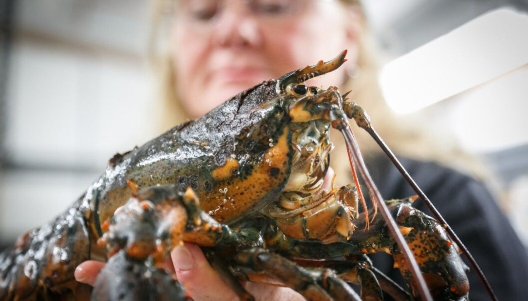 Amerikahummer er ikkje velkommen i norske farvatn. Dei kan blant anna bere på sjukdommar som shell disease. (Foto: Erlend A. Lorentzen / Havforskingsinstituttet) Amerikahummer er ikkje velkommen i norske farvatn. Dei kan blant anna bere på sjukdommar som shell disease. (Foto: Erlend A. Lorentzen / Havforskingsinstituttet)