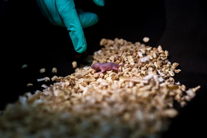 En av tolv musunger født av to fedre. Disse musungene overlevde bare i et par dager. (Foto: Leyun Wang) En av tolv musunger født av to fedre. Disse musungene overlevde bare i et par dager. (Foto: Leyun Wang)