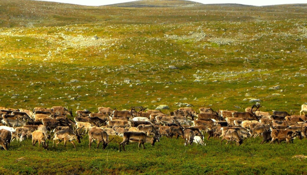 Nord i Finland har forskere gjennomført eksperimenter som kan tyde på at beitende reinsdyr kan være bra for artsmangfoldet blant plantene. (Foto: Elina Kaarlejärvi) Nord i Finland har forskere gjennomført eksperimenter som kan tyde på at beitende reinsdyr kan være bra for artsmangfoldet blant plantene. (Foto: Elina Kaarlejärvi)