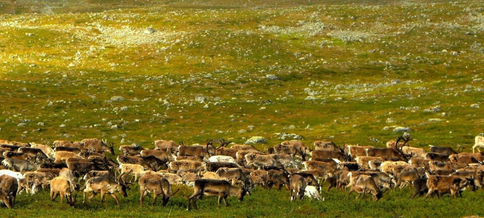 Nord i Finland har forskere gjennomført eksperimenter som kan tyde på at beitende reinsdyr kan være bra for artsmangfoldet blant plantene. (Foto: Elina Kaarlejärvi)