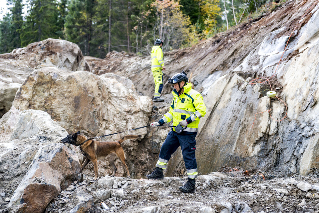 Azti (11) kommer fra en stolt familie med minehunder, men er spesialtrent til å lukte seg frem til gammel sprengstoff på byggeplasser. (Foto: Espen Hofoss) Azti (11) kommer fra en stolt familie med minehunder, men er spesialtrent til å lukte seg frem til gammel sprengstoff på byggeplasser. (Foto: Espen Hofoss)