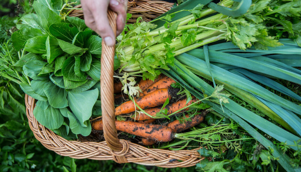 Alle vet at grønnsaker er sunt. Men kanskje er ulike planter enda viktigere for helsa enn vi har ant.  (Foto: Martchan / Shutterstock / NTB scanpix)