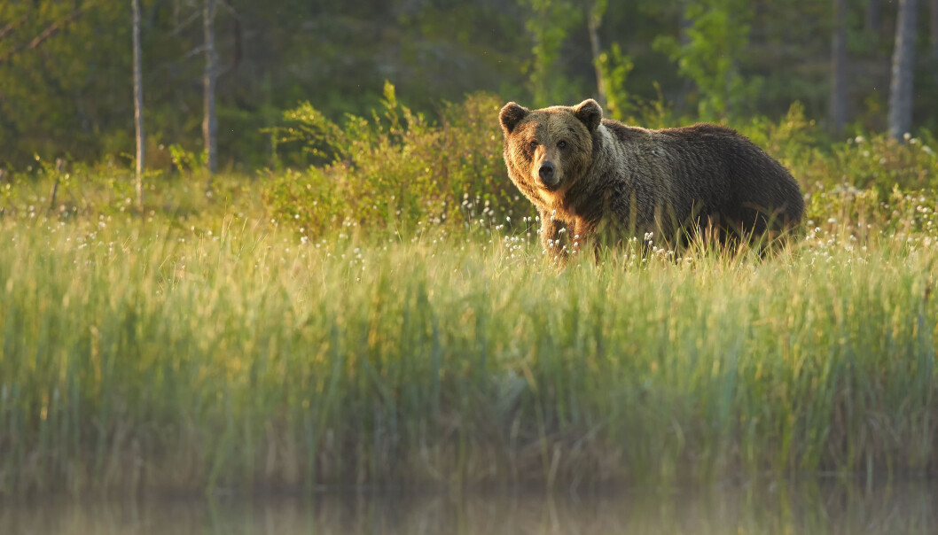(Illustrasjonsfoto: Martin Mecnarowski / Shutterstock / NTB scanpix) (Illustrasjonsfoto: Martin Mecnarowski / Shutterstock / NTB scanpix)