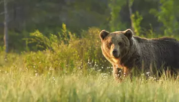 Radiosendere ga bjørner alvorlige bivirkninger