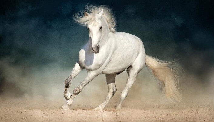 Det var populært å hete noe med hest, viser noen av de tidligste indoeuropeiske kildene. Høy hest, hvit hest og gyllen hest for eksempel. (Foto: Callipso / Shutterstock / NTB scanpix) Det var populært å hete noe med hest, viser noen av de tidligste indoeuropeiske kildene. Høy hest, hvit hest og gyllen hest for eksempel. (Foto: Callipso / Shutterstock / NTB scanpix)