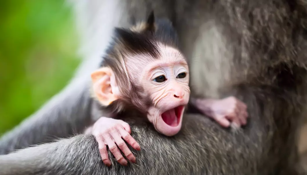 Makakbabyer ser ikke ut til å ha en medfødt preferanse for å se på ansikter. Denne apen har ikke vært med i eksperimentet der tre babyer vokste opp kun omgitt av maskekledde mennesker. (Illustrasjonsfoto: Colourbox)