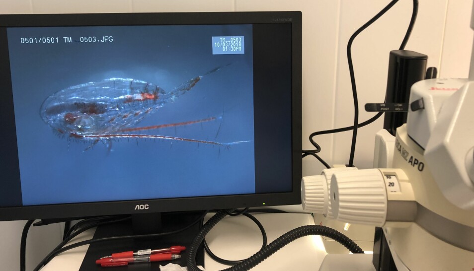 En hoppekreps under mikroskopet med partikler fra gruveavfall i magen. Nå skal forskere finne ut hvordan det påvirker fiskeyngel, som spiser disse små krepsdyrene (Foto: Sintef)