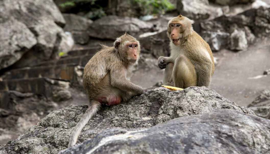 De elleve krabbemakakapene (Macaca fascicularis) bevegde seg både bedre og lettere to år etter stamcellebehandlingen. (Illustrasjonsfoto: Shutterstock / NTB scanpix) De elleve krabbemakakapene (Macaca fascicularis) bevegde seg både bedre og lettere to år etter stamcellebehandlingen. (Illustrasjonsfoto: Shutterstock / NTB scanpix)
