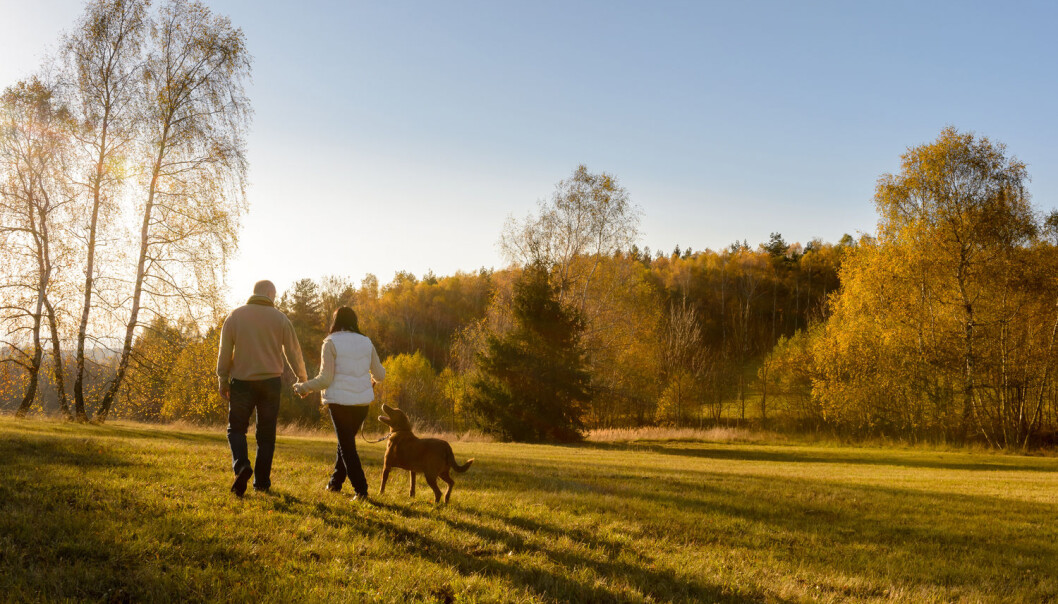 Mosjon hjelper mot mye - man kanskje ikke demens. (Illustrasjonsfoto: CandyBox Images / Shutterstock / NTB scanpix) Mosjon hjelper mot mye - man kanskje ikke demens. (Illustrasjonsfoto: CandyBox Images / Shutterstock / NTB scanpix)
