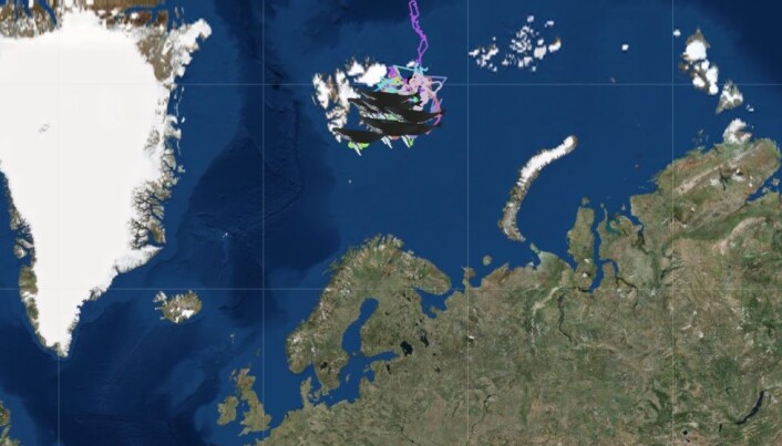 Kartet viser hvor hvalene befinner seg på sin ferd mot tropiske farvann. (Skjermdump fra whaletracking2018.uit.no) Kartet viser hvor hvalene befinner seg på sin ferd mot tropiske farvann. (Skjermdump fra whaletracking2018.uit.no)