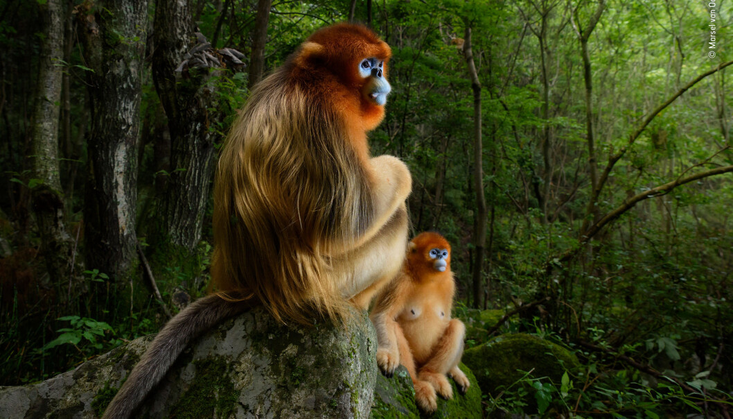 Her er vinnerbildet. Motivet er et par gylne stumpneseaper i skogen i Qinlingfjellene i Kina. (Foto: The Golden Couple © Marsel van Oosten, Wildlife Photographer of the Year 2018) Her er vinnerbildet. Motivet er et par gylne stumpneseaper i skogen i Qinlingfjellene i Kina. (Foto: The Golden Couple © Marsel van Oosten, Wildlife Photographer of the Year 2018)
