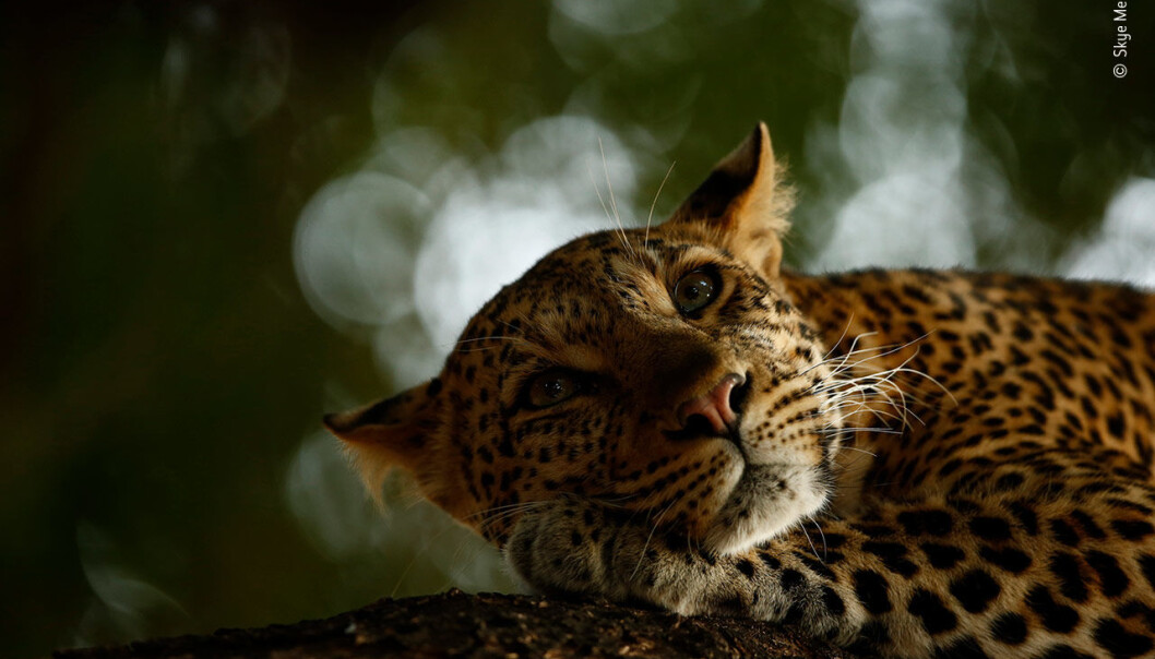 Lounging Leopard © Skye MeakerYoung Wildlife Photographer of the Year 2018 Lounging Leopard © Skye MeakerYoung Wildlife Photographer of the Year 2018