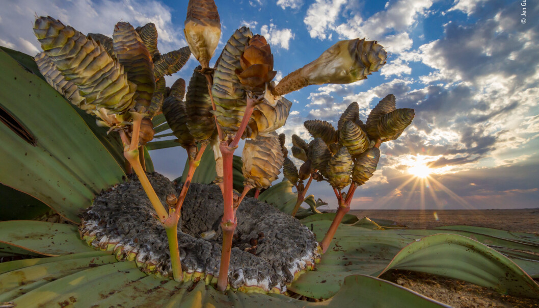 Plante som overlever i ørkenen. Bildet har fått navnet Desert relic og vant i kategorien Plants and Fungi. (Foto: Jen Guyton) Plante som overlever i ørkenen. Bildet har fått navnet Desert relic og vant i kategorien Plants and Fungi. (Foto: Jen Guyton)