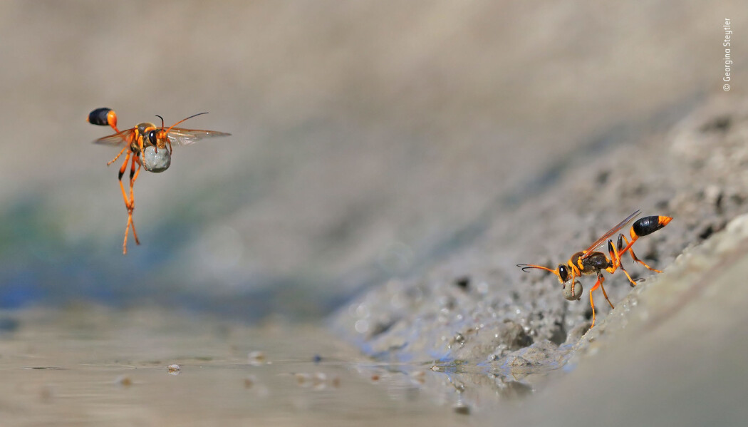 Dette bildet av en gjørmevesp-hunne som lager et reir av gjørme vant i kategorien Behaviour: Invertebrates. (Foto: Georgina Steytler) Dette bildet av en gjørmevesp-hunne som lager et reir av gjørme vant i kategorien Behaviour: Invertebrates. (Foto: Georgina Steytler)