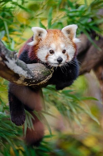 Den røde pandaen (Ailurus fulgens) er truet. Den er også evolusjonært distinkt uten nære slektninger. Det er en av de mest utsatte greinene på pattedyrenes evolusjonære tre. Hvis den røde pandaen dør ut, vil vi miste 31 millioner år med unik evolusjonær historie. (Foto: Mathias Appel) Den røde pandaen (Ailurus fulgens) er truet. Den er også evolusjonært distinkt uten nære slektninger. Det er en av de mest utsatte greinene på pattedyrenes evolusjonære tre. Hvis den røde pandaen dør ut, vil vi miste 31 millioner år med unik evolusjonær historie. (Foto: Mathias Appel)