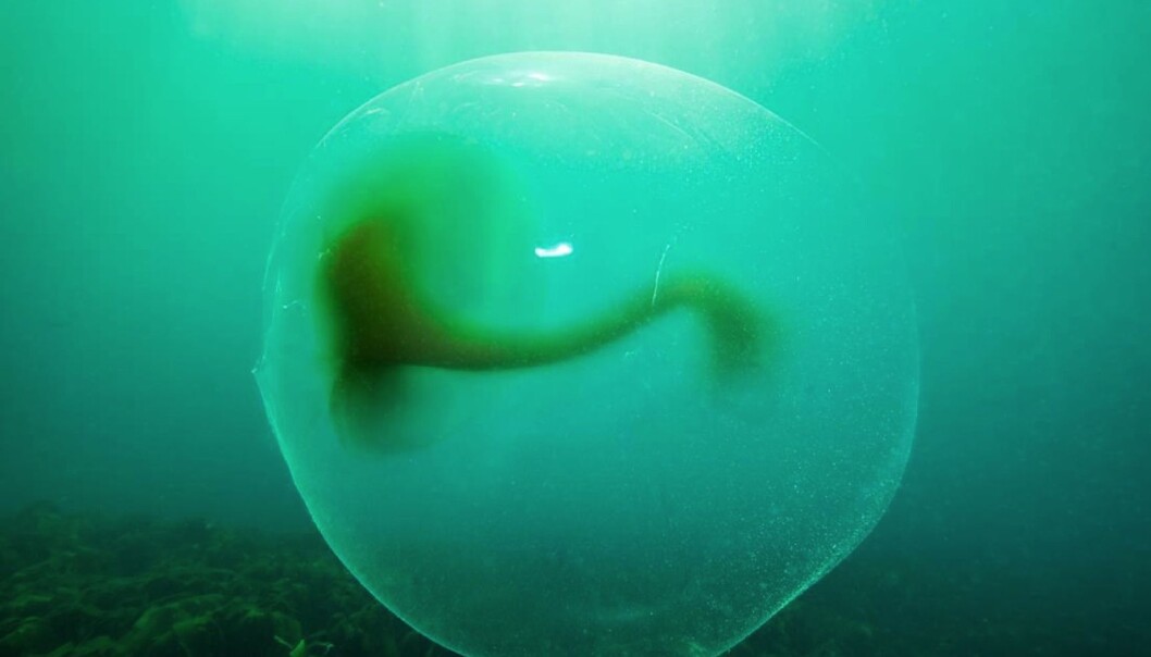 Geleklumpene er om lag en meter i diameter. Har du sett en av dem? (Foto: Erling
Svensen) Geleklumpene er om lag en meter i diameter. Har du sett en av dem? (Foto: Erling
Svensen)