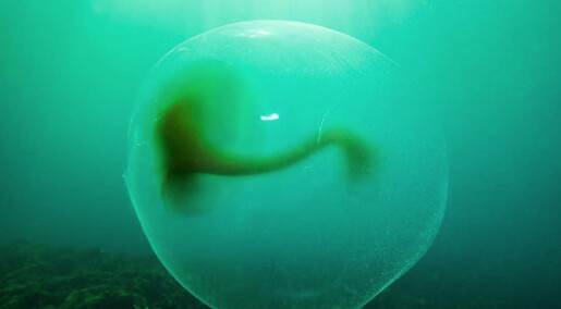 Hva er de megastore geleklumpene i havet?
