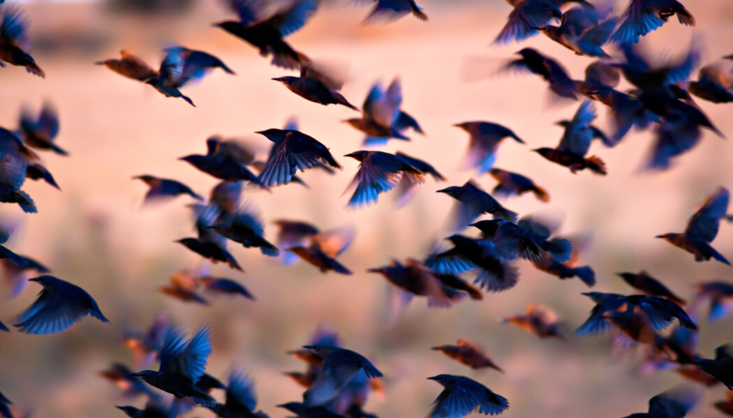 Svenske forskere mener de har funnet noe som gir styrke til en av teoriene om hvordan fuglene begynte å fly. (Foto: Serkan Mutan / Shutterstock / NTB Scanpix) Svenske forskere mener de har funnet noe som gir styrke til en av teoriene om hvordan fuglene begynte å fly. (Foto: Serkan Mutan / Shutterstock / NTB Scanpix)