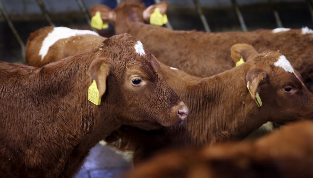 (Illustrasjonsfoto: Vidar Ruud / NTB scanpix) (Illustrasjonsfoto: Vidar Ruud / NTB scanpix)