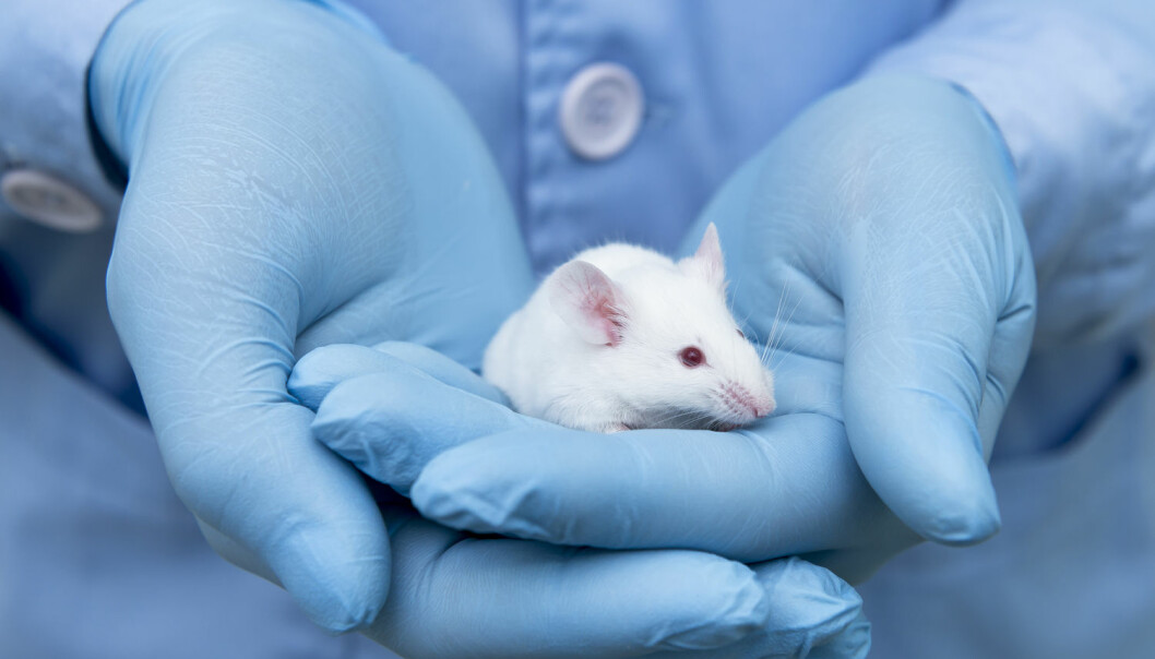 Forskere ga kreftsyk mus behandling med nanopartikler. Det gjorde at kreftsvulsten forsvant. 100 dager etter at behandlingen var ferdig, var musene fortsatt kreftfrie. (Foto: Shutterstock / NTB scanpix)