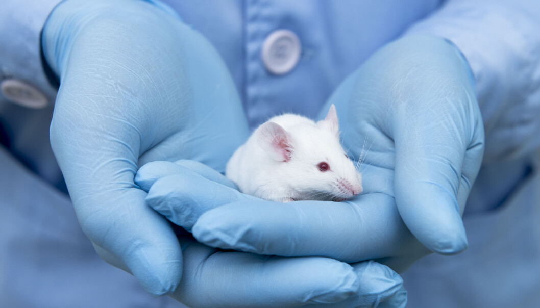 Forskere ga kreftsyk mus behandling med nanopartikler. Det gjorde at kreftsvulsten forsvant. 100 dager etter at behandlingen var ferdig, var musene fortsatt kreftfrie. (Foto: Shutterstock / NTB scanpix) Forskere ga kreftsyk mus behandling med nanopartikler. Det gjorde at kreftsvulsten forsvant. 100 dager etter at behandlingen var ferdig, var musene fortsatt kreftfrie. (Foto: Shutterstock / NTB scanpix)