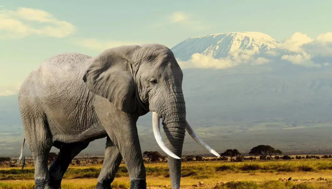 Elefanter og alle andre dyr vet på en eller annen måte hvor store de skal bli. Nå har danske forskere funnet den bakenforliggende mekanismen til denne biologiske gåten.  (Foto: Volodymyr Burdiak / Shutterstock / NTB scanpix)