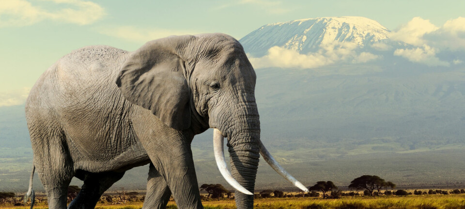 Elefanter og alle andre dyr vet på en eller annen måte hvor store de skal bli. Nå har danske forskere funnet den bakenforliggende mekanismen til denne biologiske gåten.  (Foto: Volodymyr Burdiak / Shutterstock / NTB scanpix)