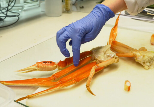 Hvordan forsker vi på krabbekvalitet?