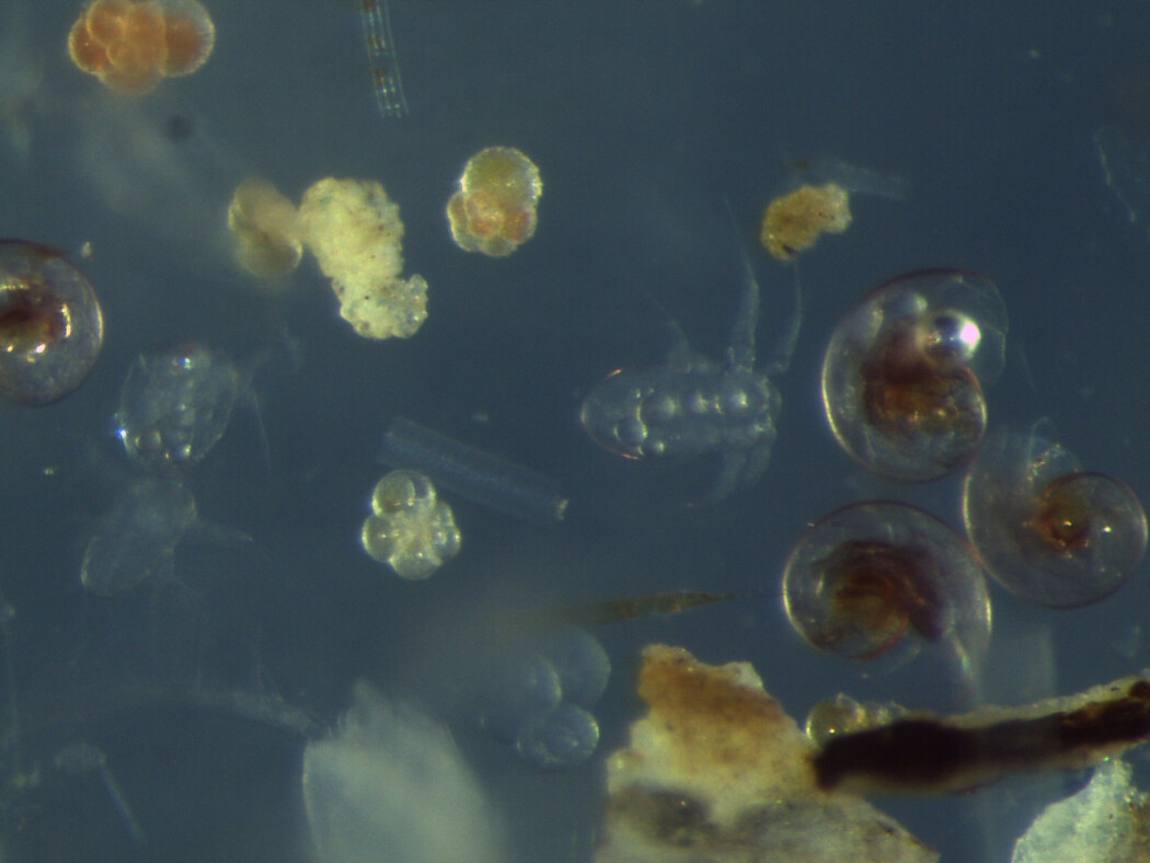 Figur 1. Planktisk foraminifera (popcornaktige, hvite skjell) og Pteropoder (sneglaktige, gjennomsiktige skjell) i en vannprøve samlet inn ombord R/V Kronprins Haakon. Den nye isbryteren har fasiliteter som inkluderer en undervisnings lab med mikroskoper utstyrt med kamera som tillater analyse av prøvene ombord. (Foto: Naima El bani Altuna) Figur 1. Planktisk foraminifera (popcornaktige, hvite skjell) og Pteropoder (sneglaktige, gjennomsiktige skjell) i en vannprøve samlet inn ombord R/V Kronprins Haakon. Den nye isbryteren har fasiliteter som inkluderer en undervisnings lab med mikroskoper utstyrt med kamera som tillater analyse av prøvene ombord. (Foto: Naima El bani Altuna)