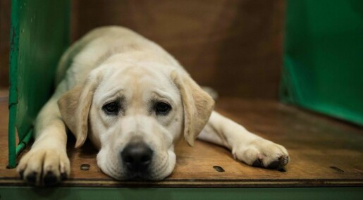 Labrador retrievere sliter med helsa