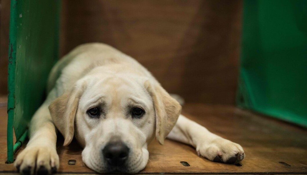 Den populære hunderasen labrador retriever er i risikogruppen for en rekke helseproblemer. (Photo: Oli Scarff, NTB scanpix) Den populære hunderasen labrador retriever er i risikogruppen for en rekke helseproblemer. (Photo: Oli Scarff, NTB scanpix)