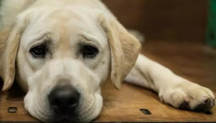 Labrador retrievere sliter med helsa