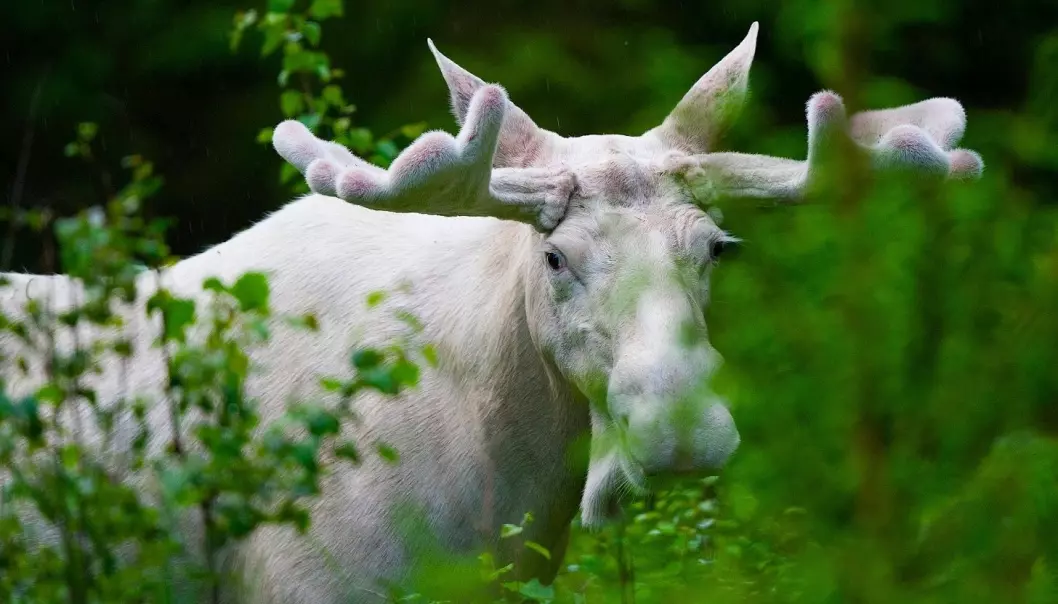 Nå vil svenske forskere vite hvorfor det er hvite elger i Värmland. De gransker hele elgens DNA for å finne svaret.  (Foto: Lase Dybdahl, Wikimedia Commons)