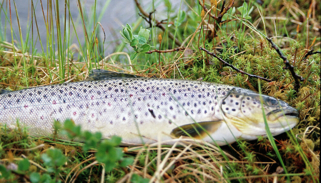 Statskog har anslått at 60 000 norske fiskevann gjerne kunne hatt besøk av flere fiskere. (Foto: Anders Gjengedal/Visitnorway.com) Statskog har anslått at 60 000 norske fiskevann gjerne kunne hatt besøk av flere fiskere. (Foto: Anders Gjengedal/Visitnorway.com)