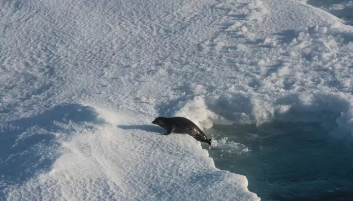 Miljøet i Polhavet endrer seg raskt med økt temperatur og redusert isdekke. Det kan få alvorlige konsekvenser for de arktiske artene som for eksempel sel. (Foto: Elvar H. Hallfredsson, Havforskningsinstituttet)