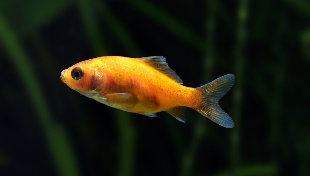 Gullfisk kan få en promille på rundt 0,5 om vinteren når det er lite oksygen i vannet. (Foto: Shutterstock / NTB scanpix) Gullfisk kan få en promille på rundt 0,5 om vinteren når det er lite oksygen i vannet. (Foto: Shutterstock / NTB scanpix)
