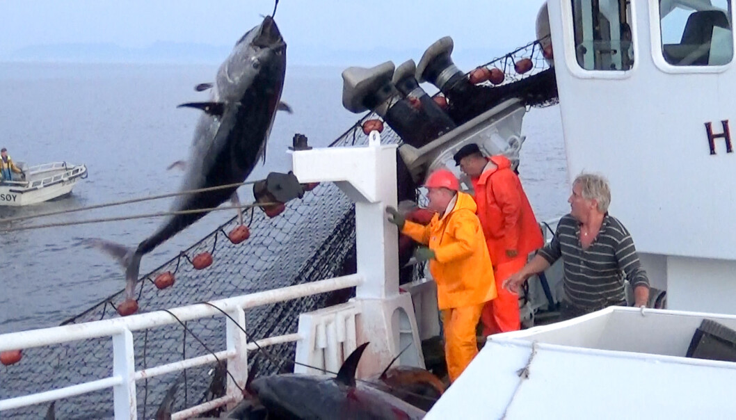 Landingen av de enorme størjene om bord på M/S Hillersøy i 2016 var strabasiøs. De hadde en gjennomsnittsvekt på hele 200 kilo. (Foto: Øyvind Tangen / Havforskningsinstituttet) Landingen av de enorme størjene om bord på M/S Hillersøy i 2016 var strabasiøs. De hadde en gjennomsnittsvekt på hele 200 kilo. (Foto: Øyvind Tangen / Havforskningsinstituttet)