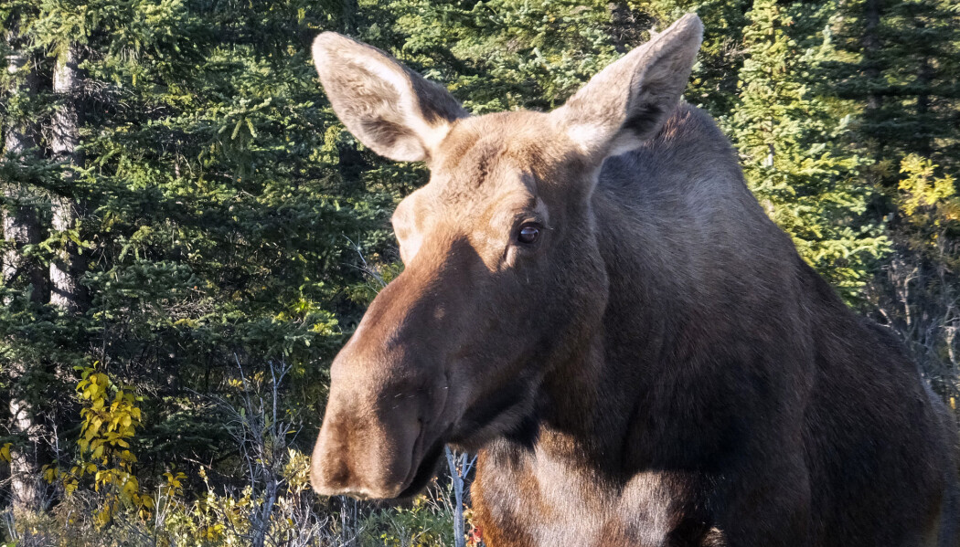 Forsøkselgen befinner seg i Alaska og er en av flere elger som har fått luke i magen. (Illustrasjonsfoto: Becky Bohrer / AP Photo) Forsøkselgen befinner seg i Alaska og er en av flere elger som har fått luke i magen. (Illustrasjonsfoto: Becky Bohrer / AP Photo)